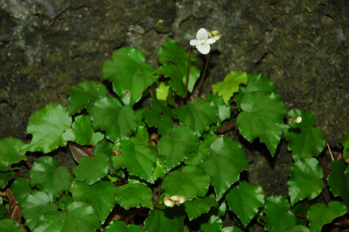 B. nigritarum